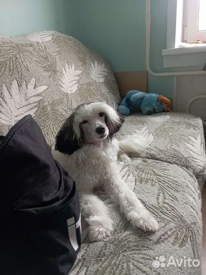 Стрижка собак и кошек с выездом, груминг с выездом