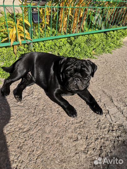 Мопс вязка мальчик