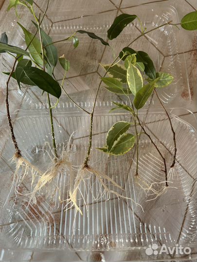 Фикус бенджамина