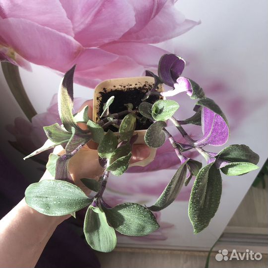 Традесканция