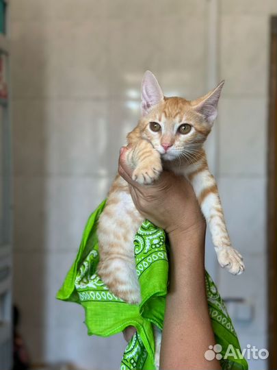 Котенок рыжий