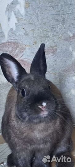Отдам в добрые руки кролика