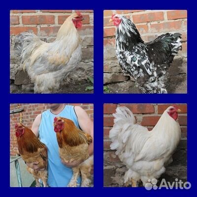 Цыплята породы Брама