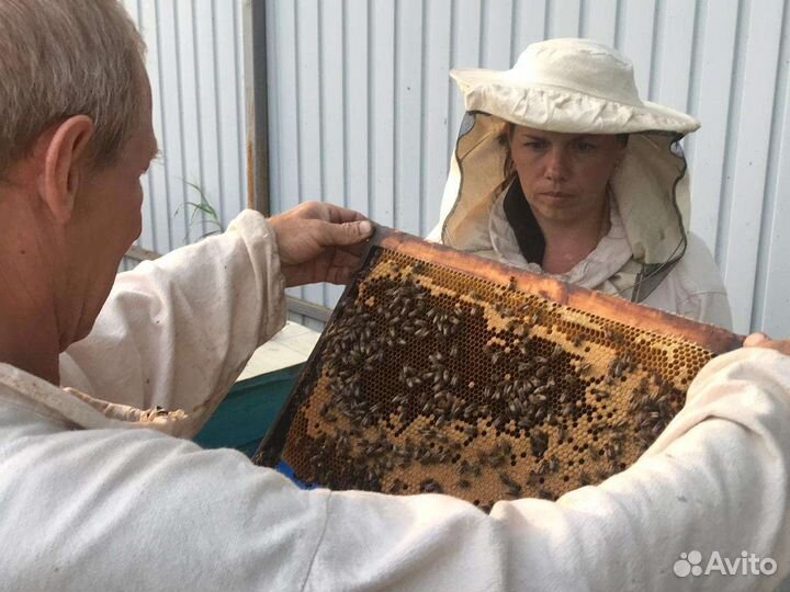 Перга пчелиная, прополис