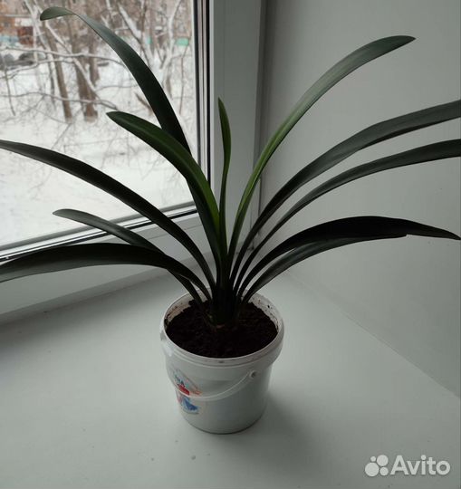 Кливия