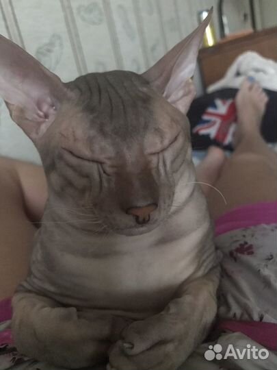 Донской сфинкс