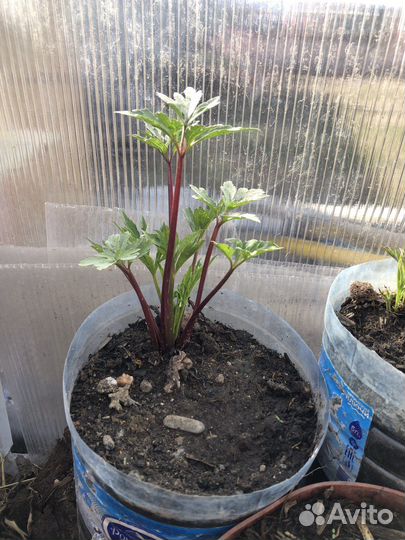 Рудбекия рассеченая- многолетняя (золотой шар )