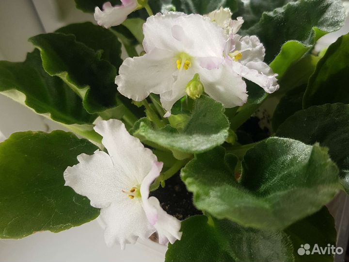 Фиалка сортовая