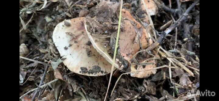 Грибы тополиная рядовка