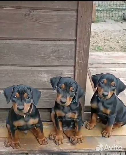 Немецкий пинчер