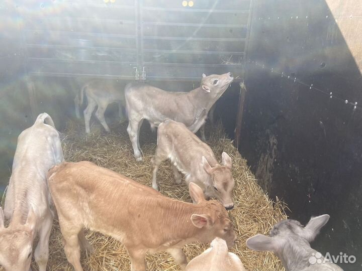 Телята швицкой породы