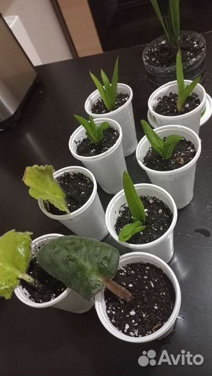 Комнатные растения цветы