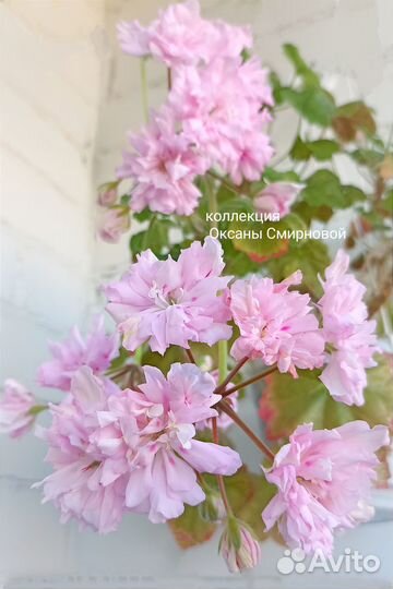 Пеларгония герань