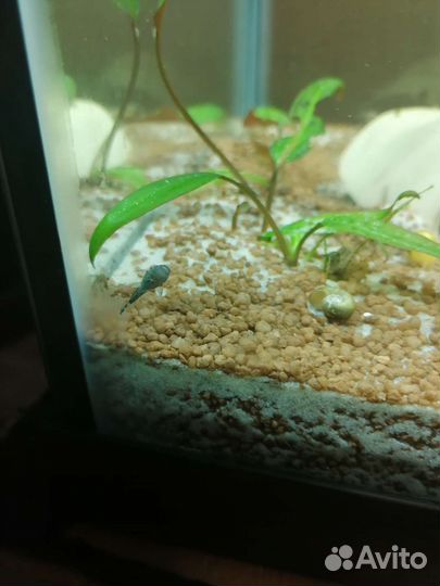 Сомики присоски анциструсы (мальки)