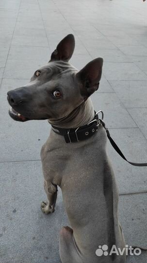 Вязка Кобель Тайский риджбек