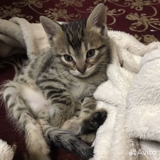 Бенгальские котята