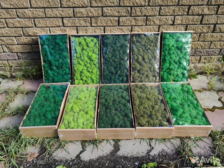 Стабилизированный мох или готовые панно, стены, от