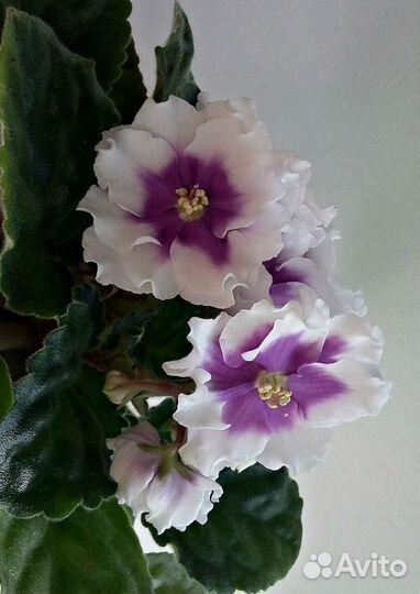 Сортовые фиалочки