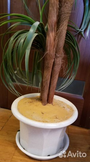 Интерьерная пальма с напольным горшком