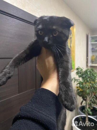 Шотландский вислоухий