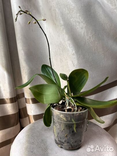 Орхидея фаленопсис