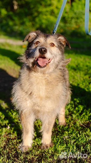 Собака-улыбака Шерочка ищет друга