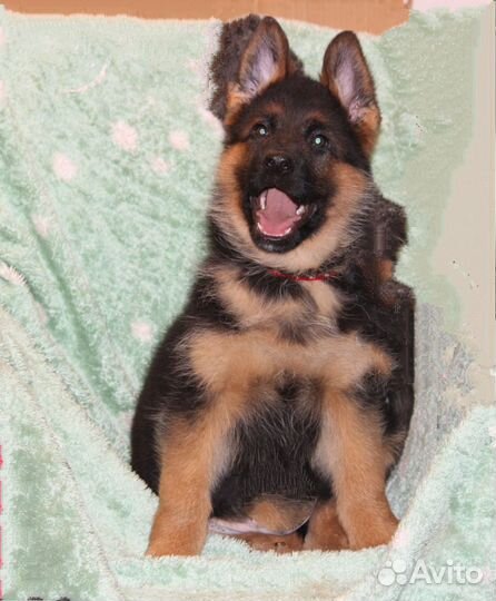 Шикарный кобель с документами РКФ