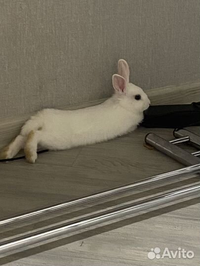 Кролик декоративный + клетка и корм