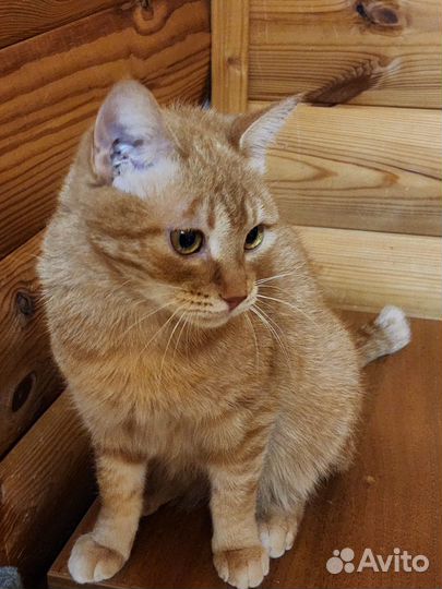 Рыжая молодая солнечная кошка