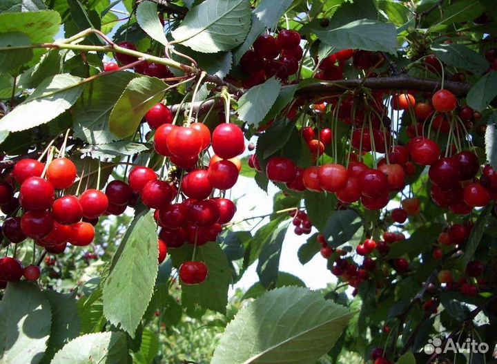 Черешня и вишня