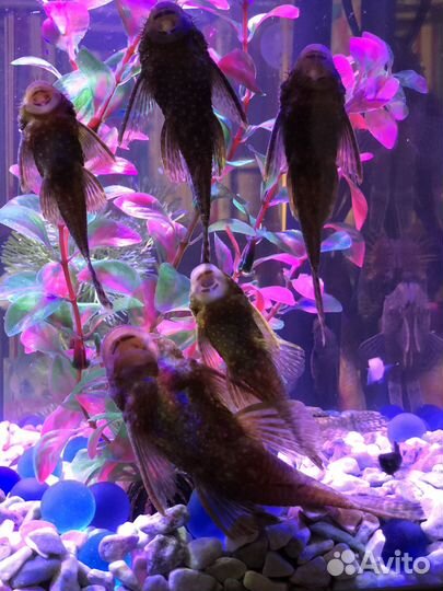 Анцитрус сом от 5см до 7см цены в описании