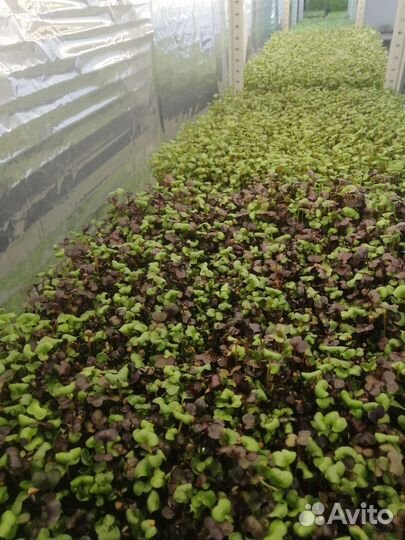 Микрозелень, витграсс, цветы