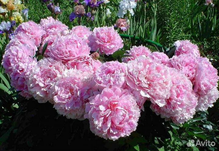 Пион Сара Бернар, Сара Бернар Юник, Корал Сансет