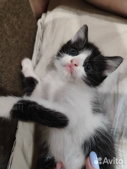 Котята метисы