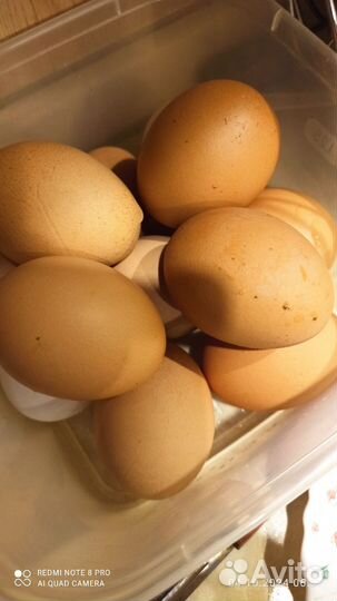 Куры несушки