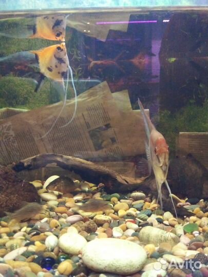 Продажа аквариумных рыбок
