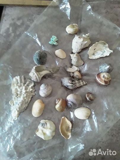 Ракушки для аквариума