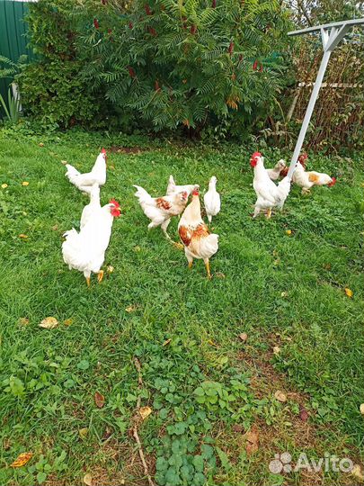 Продам петухов молодых