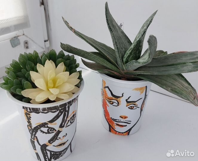 Суккуленты