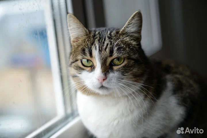 Мурчалка Бэтти, была домашней