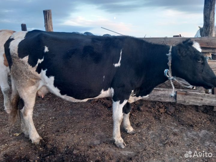 Продам коров