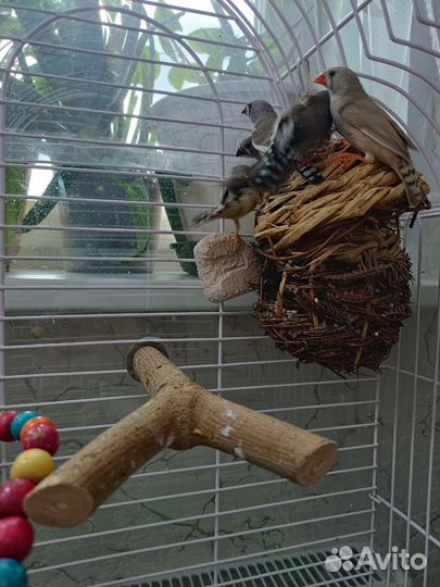 Зебровые амадины