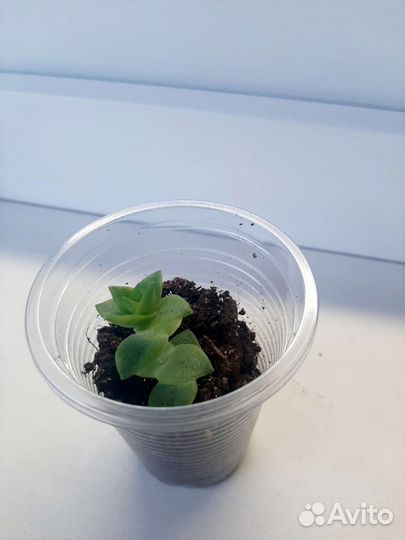 Крассула Перфората, Овата. Суккуленты