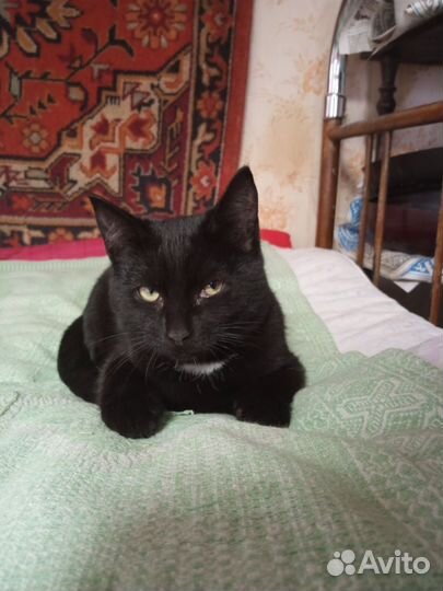 Кошка в дар бесплатно