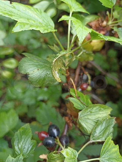 Дача 10 м² на участке 6 сот.