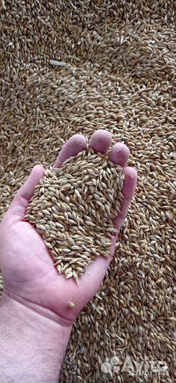 Ячмень с доставкой