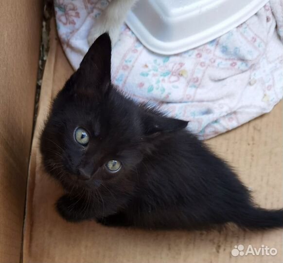 Отдам котенка в добрые руки