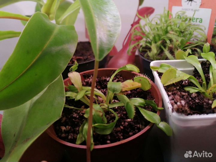 Венерина мухоловка (росточки)