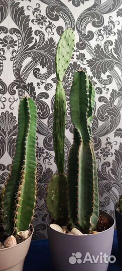 Большой кактус