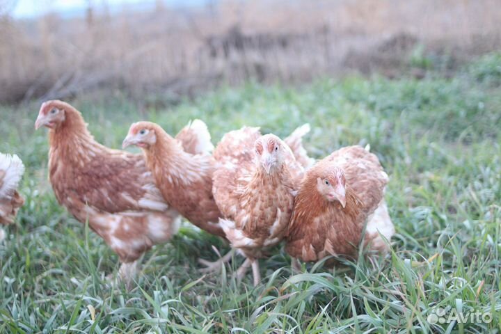 Курочки несушки